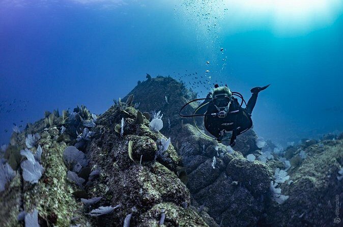 Whale and Dive Combo Tour in Los Cabos - Underwater Exploration and Wildlife  