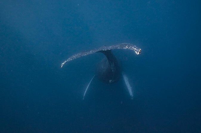 Whale and Dive Combo Tour in Los Cabos - Guides, Safety, and Group Size  