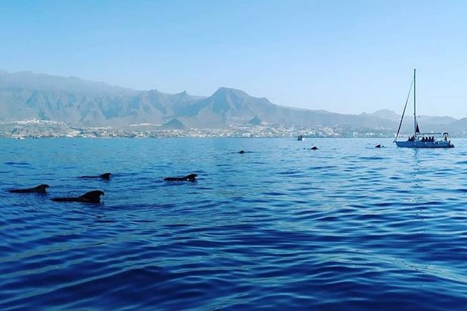 Whale and Dolphin Small Group Sailing From Tenerife South - Experienced Crew for Optimal Sightings