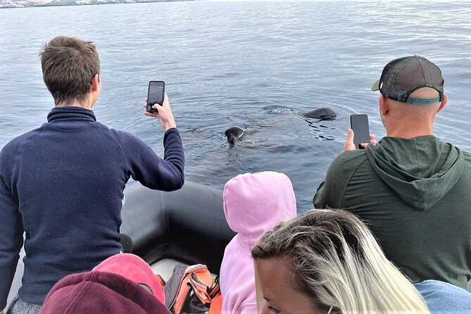 Whale and Dolphin Watching EcoAdventure in Tenerife - Tour Overview and Experience