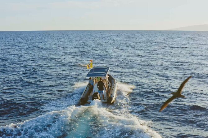 Whale and Dolphin Watching EcoAdventure in Tenerife - Whats Included and Meeting Details