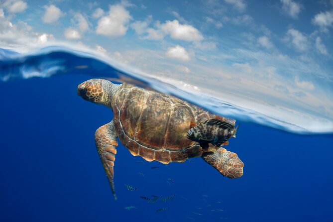 Whale and Dolphin Watching EcoAdventure in Tenerife - Positive Reviews and Recommendations