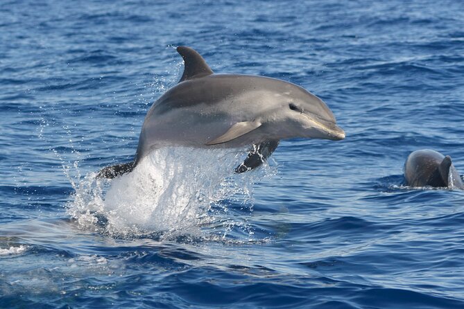 Whale and Dolphin Watching EcoAdventure in Tenerife - Directions and Meeting Point
