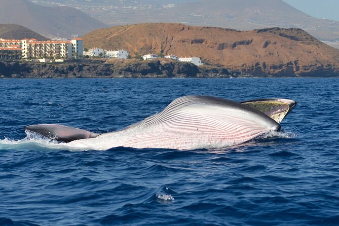 Whale and Dolphin Watching EcoAdventure in Tenerife - Common Questions
