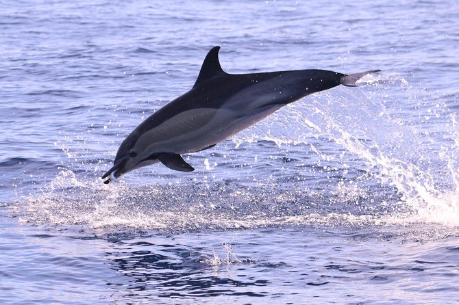 Whale and Dolphin Watching in Calheta, Madeira Island - Boarding the Boat