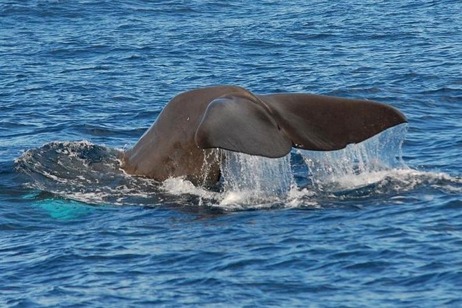 Whale and Dolphin Watching in Calheta, Madeira Island - Searching for Marine Mammals