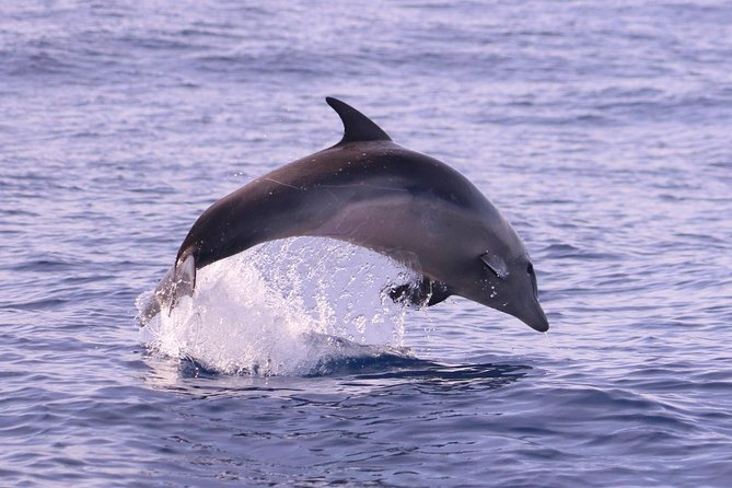 Whale and Dolphin Watching in Calheta, Madeira Island - Informative Commentary by the Crew