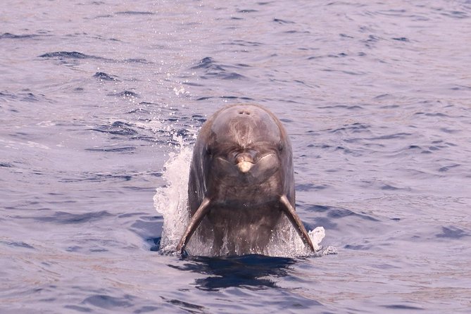 Whale and Dolphin Watching in Calheta, Madeira Island - Traveler Reviews and Photos
