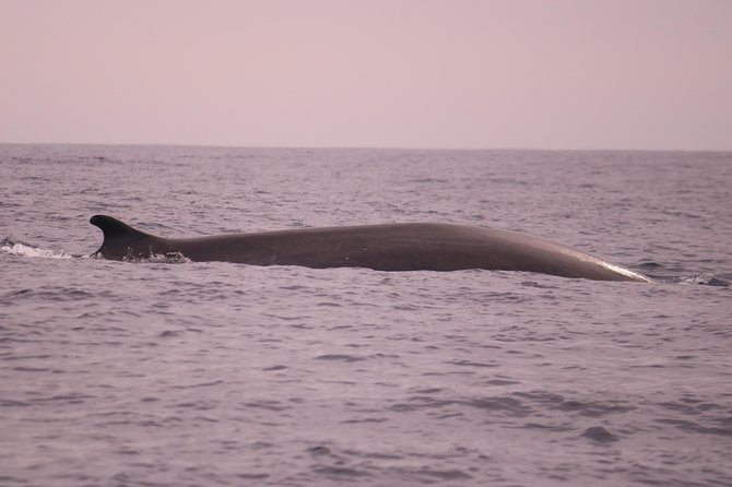 Whale and Dolphin Watching in Calheta, Madeira Island - Viator Help Center