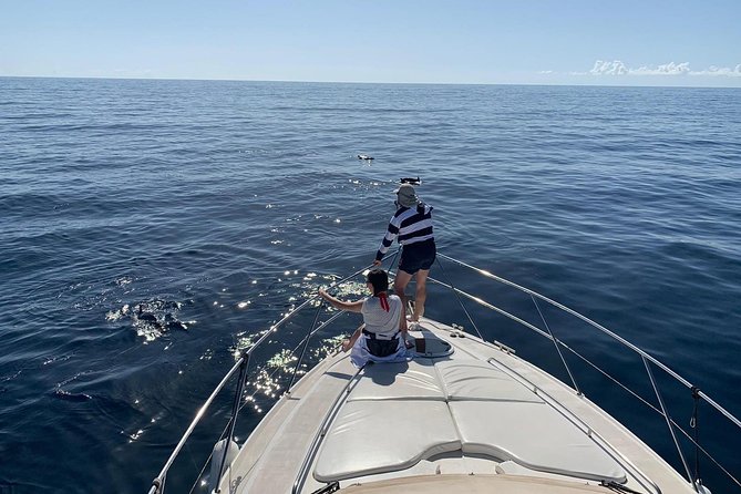 Whale and Dolphin Watching in Mogán for Small Groups in Gran Canaria - Activity Overview
