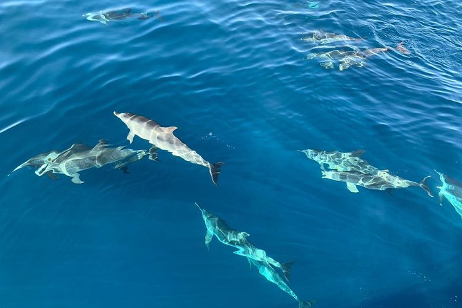 Whale and Dolphin Watching in Mogán for Small Groups in Gran Canaria - Group Size and Intimacy