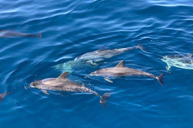 Whale and Dolphin Watching in Mogán for Small Groups in Gran Canaria - Scenic Stops and Inclusions