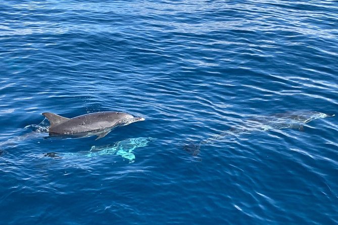 Whale and Dolphin Watching in Mogán for Small Groups in Gran Canaria - Cancellation Policy and Weather Contingencies