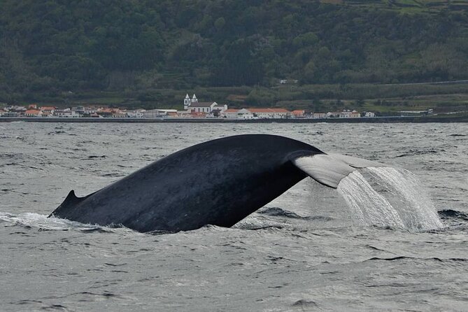 Whale and Dolphin Watching in Pico Island - Half Day - Overview of Whale and Dolphin Watching Experience