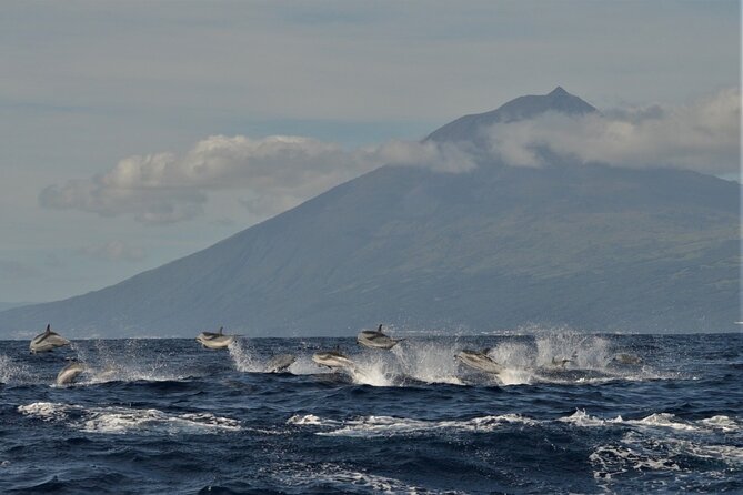 Whale and Dolphin Watching in Pico Island - Half Day - Inclusions and Services Provided