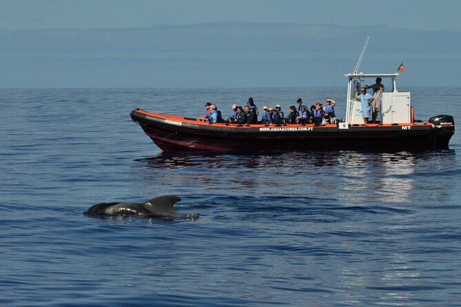 Whale and Dolphin Watching in Pico Island - Half Day - Meeting Point and Pickup Details
