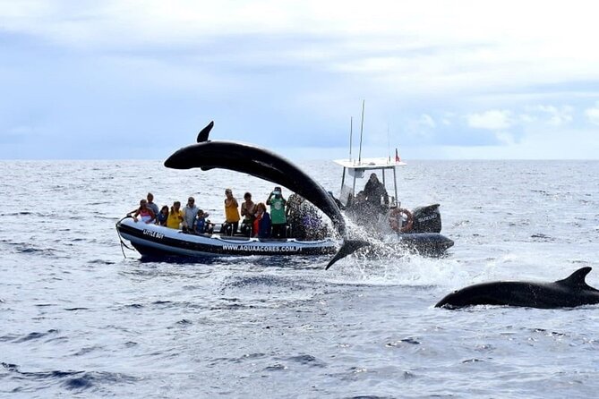Whale and Dolphin Watching in Pico Island - Half Day - Expectations and Requirements for Participants