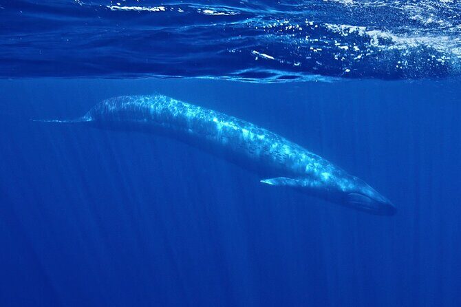 Whale and Dolphin Watching in San Diego Speedboat Tour - Good To Know