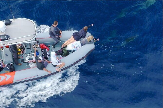 Whale and Dolphin Watching in San Diego Speedboat Tour - Final Thoughts