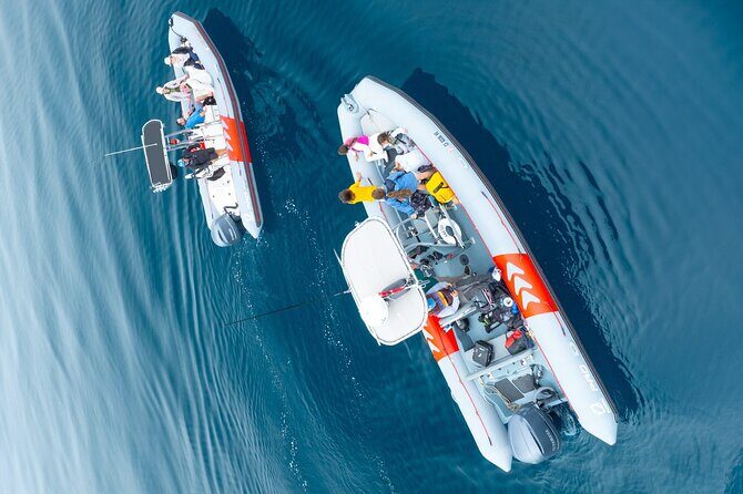 Whale and Dolphin Watching in San Diego Speedboat Tour - FAQs