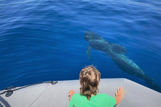 Whale and Dolphin Watching in Tenerife With Snorkeling - Reviews