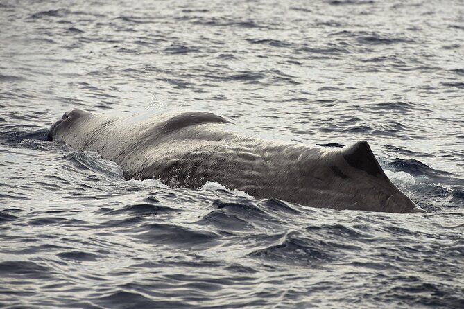 Whale and Dolphin Watching in Tenerife With Snorkeling - Directions