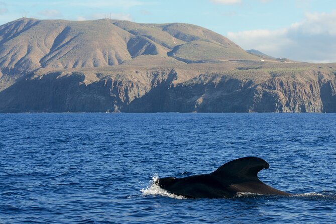 Whale and Dolphin Watching in Tenerife With Snorkeling - Additional Information