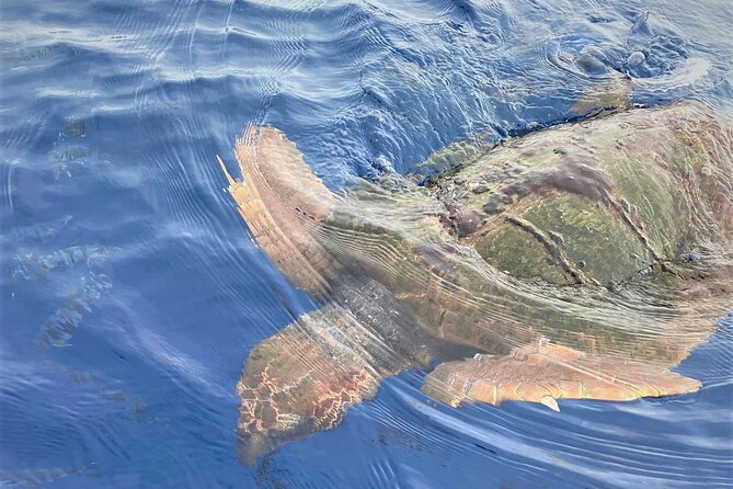 Whale and Dolphin Watching in Tenerife With Snorkeling - Common Questions