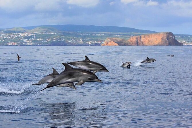 Whale and Dolphin Watching in Terceira Island - Whale and Dolphin Species