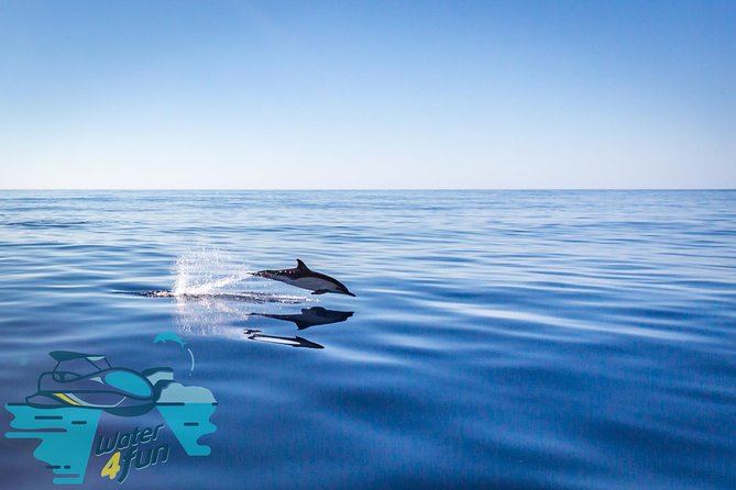 Whale and Dolphin Watching on Tercera Island - Frequently Asked Questions