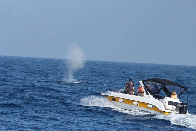 Whale and Dolphin Watching - Private Speed Boat Tour - An Overview of the Experience