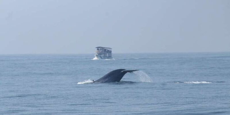 Whale and Dolphin Watching - Private Speed Boat Tour - Practical Details and Comfort