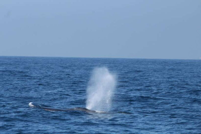 Whale and Dolphin Watching - Private Speed Boat Tour - What’s Included and What’s Not