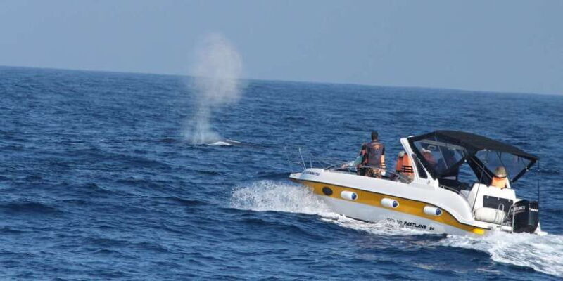 Whale and Dolphin Watching - Private Speed Boat Tour - The Booking and Flexibility