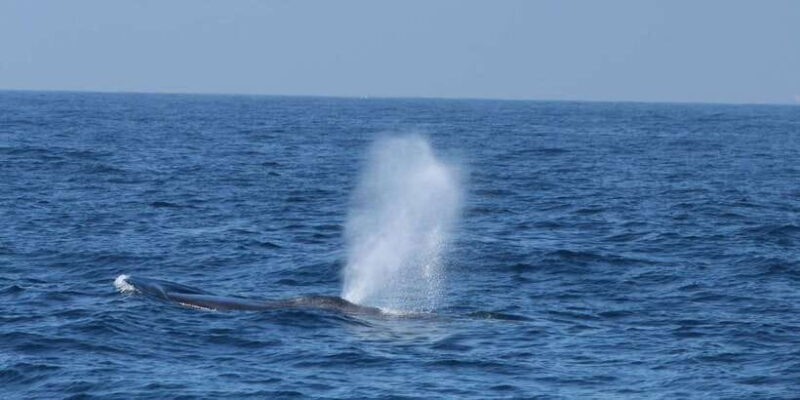 Whale and Dolphin Watching - Private Speed Boat Tour - Is This Tour Right for You?