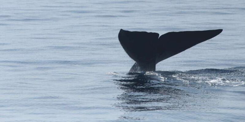 Whale and Dolphin Watching - Private Speed Boat Tour - Final Thoughts