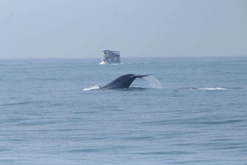 Whale and Dolphin Watching - Private Speed Boat Tour - Why Choose This Tour?