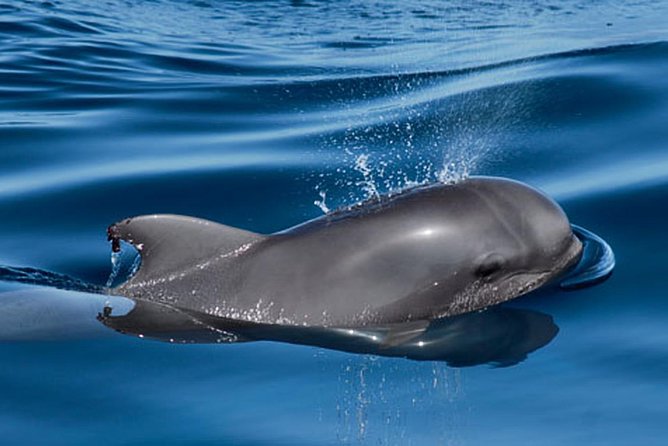 Whale and Dolphin Watching Sailing Boat With Drinks, Snacks and Swimming Time - Traveler Reviews