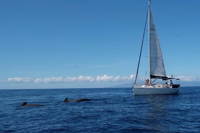 Whale and Dolphin Watching Sailing Boat With Drinks, Snacks and Swimming Time - Positive Experiences