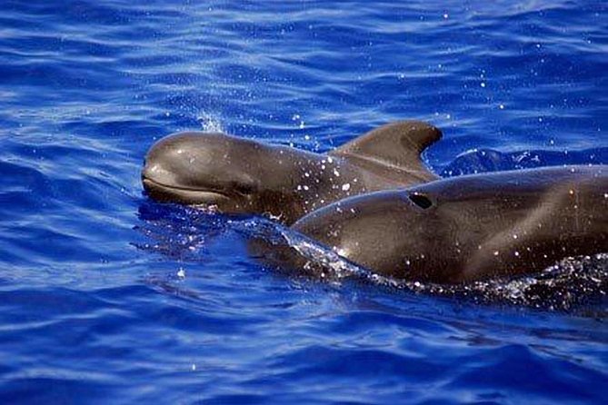 Whale and Dolphin Watching Sailing Boat With Drinks, Snacks and Swimming Time - Vegetarian Lunch Issue