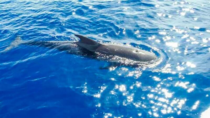Whale and Dolphin Watching Sailing Tour Los Gigantes (3H) - Practical Tips for Your Trip