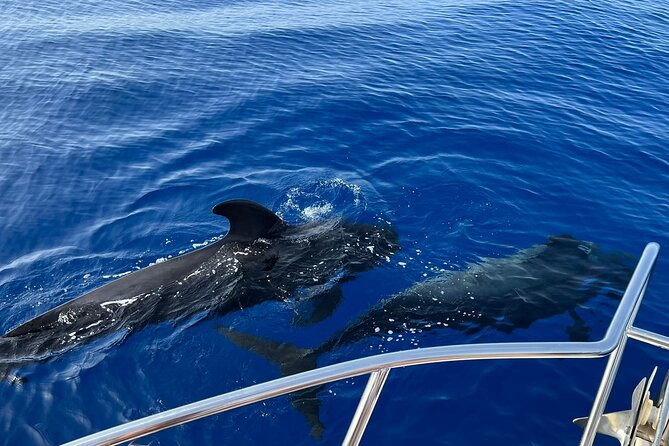 Whale and Dolphin Watching Tour Los Gigantes and Masca in Small Groups - Inclusions