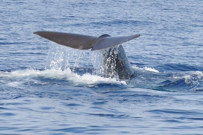 Whale and Dolphin Watching Tour on Pico Island - Pricing and Booking Details