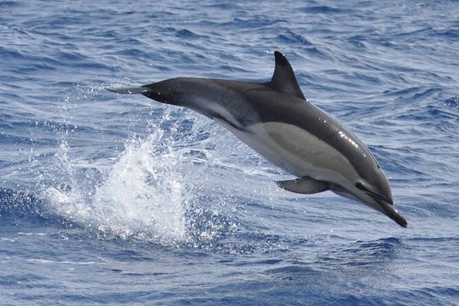 Whale and Dolphin Watching Tour on Pico Island - Tour Duration and Language