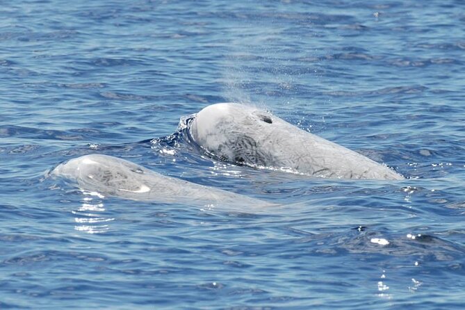 Whale and Dolphin Watching Tour on Pico Island - Additional Information and Recommendations