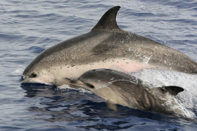 Whale and Dolphin Watching Tour on Pico Island - Common Questions