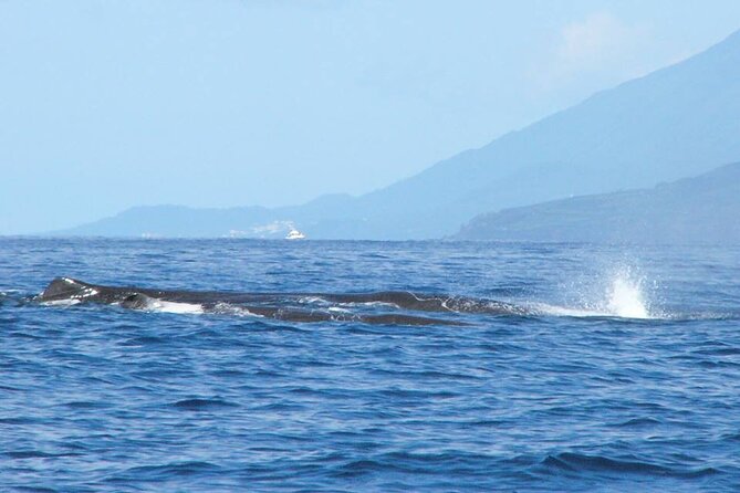 Whale and Dolphin Watching Tour on Pico Island - The Sum Up