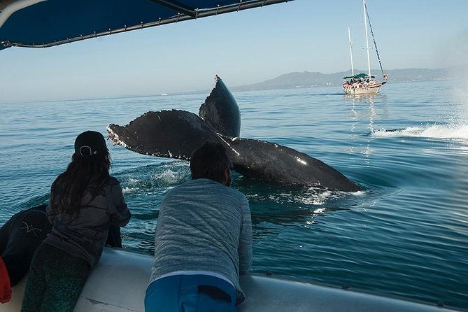 Whale and Dolphin Watching With a Biologist in Puerto Vallarta - Tour Details and Experience