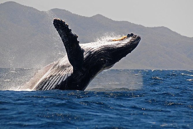 Whale and Dolphin Watching With a Biologist in Puerto Vallarta - Cancellation Policy