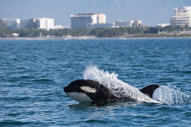 Whale and Dolphin Watching With a Biologist in Puerto Vallarta - Additional Information